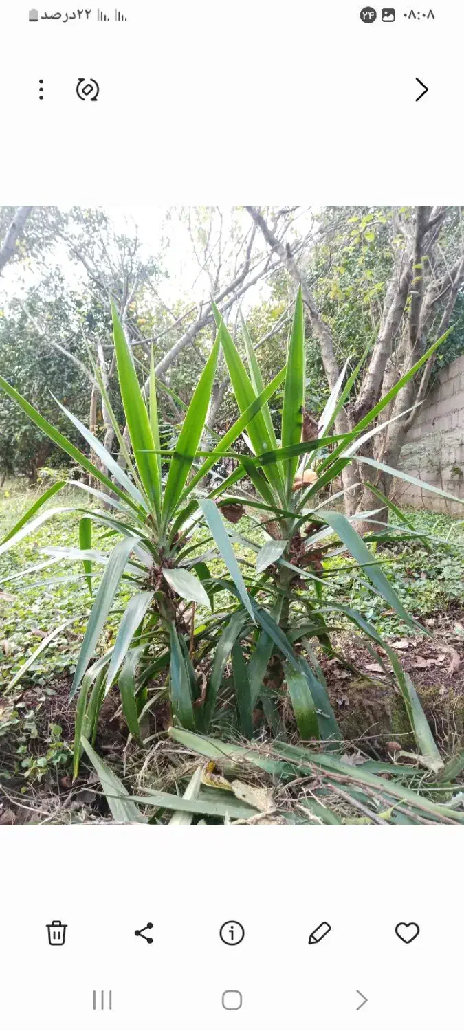 گل یوکا تعداد زیاد|گل و گیاه طبیعی|رشت, امین الضرب|دیوار