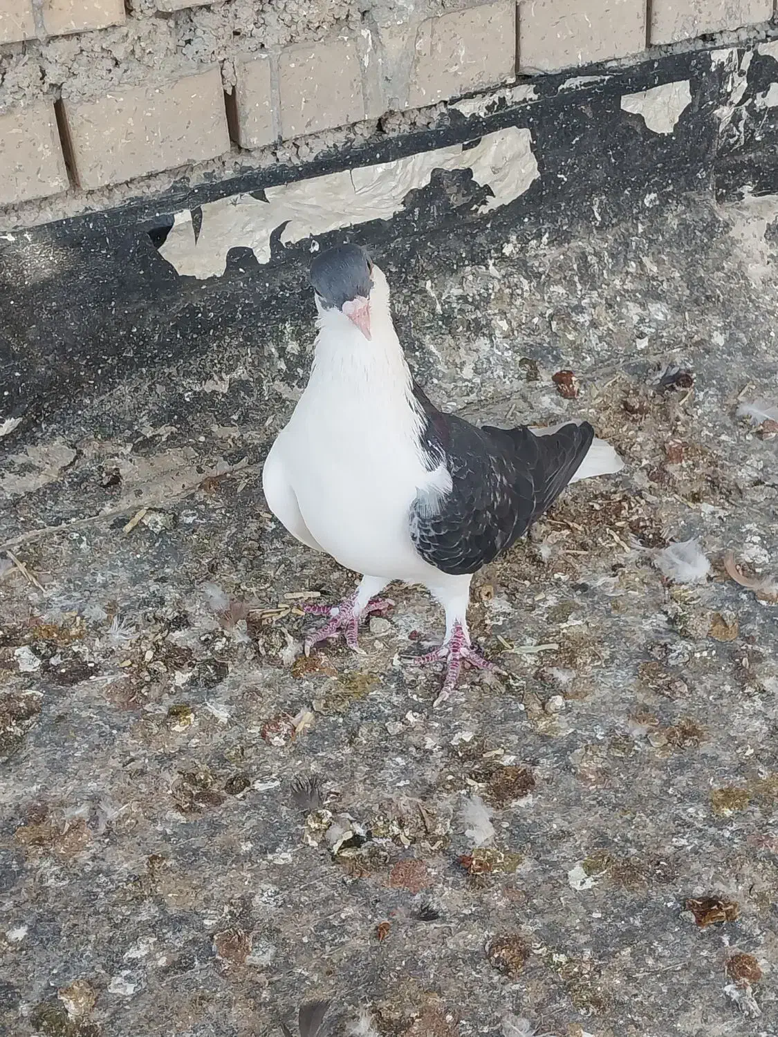 پرنده رنگی|پرنده|بندر امام خمینی, |دیوار