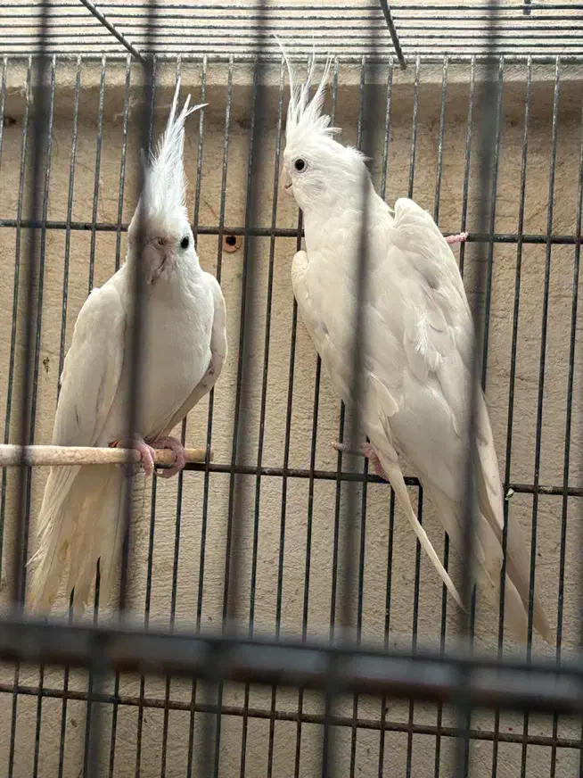 عروس هلندی|پرنده|قشم, |دیوار