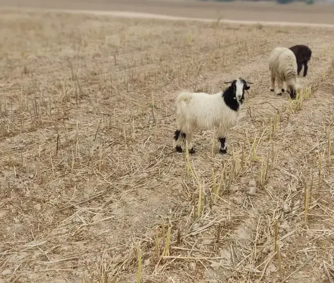 بیگ|حیوانات مزرعه|شوشتر, |دیوار