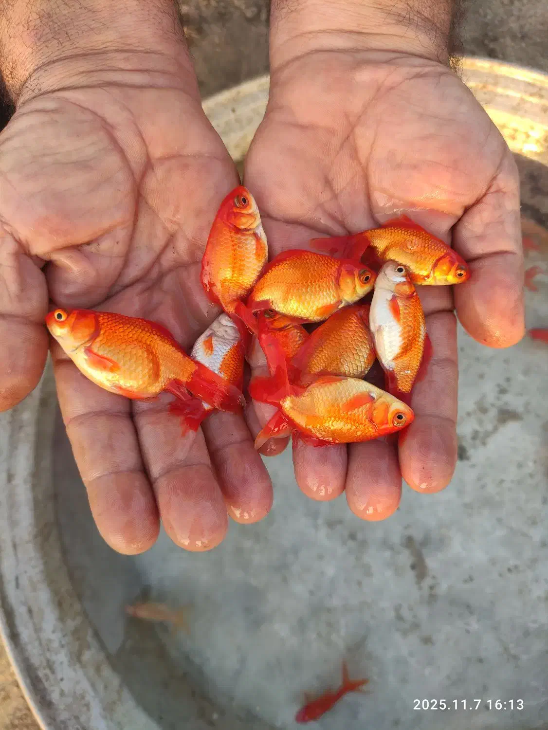 عرضه انواع بچه ماهی|ماهی|شوشتر, |دیوار