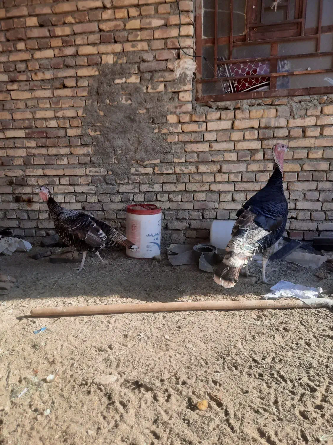 بقلمون محلی|حیوانات مزرعه|سراوان, |دیوار