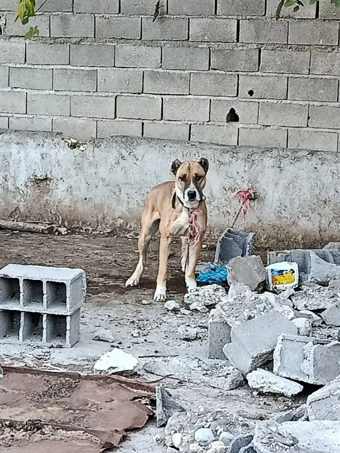 سگ سراب افغان|سگ|فاضل آباد, |دیوار