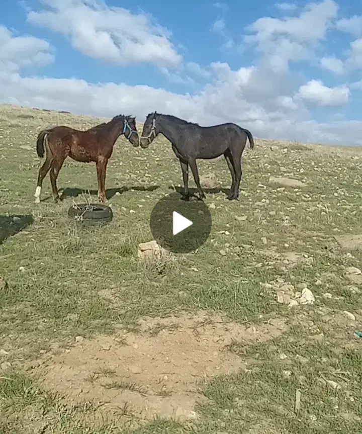 کره اسب و مادیان|اسب و تجهیزات اسبسواری|کرمانشاه, |دیوار