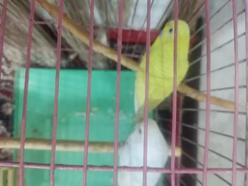 طوطی ، مرغ عشق|پرنده|کرج, برغان|دیوار