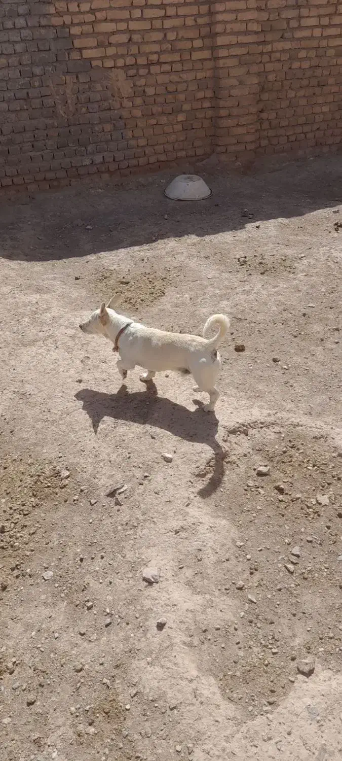 سلام سگ بازی گوش|سگ|سلیمان, |دیوار