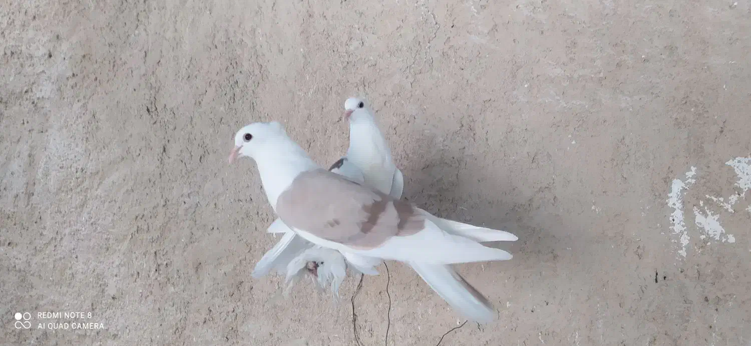 کبوتر قشنگ|پرنده|خورموج, |دیوار