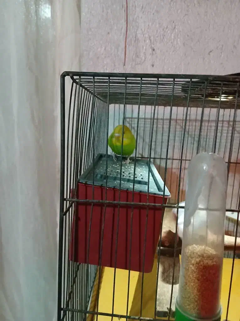 مرغ عشق|پرنده|ری, ملک‌آباد|دیوار