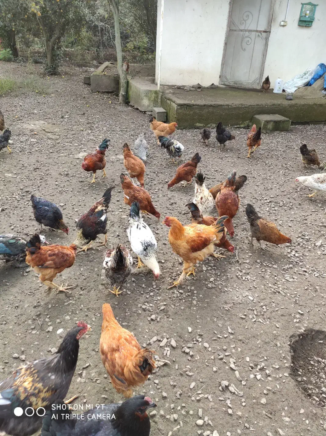 فروش مرغ و خروس درشت سالم و ارگانیک|حیوانات مزرعه|لنگرود, |دیوار