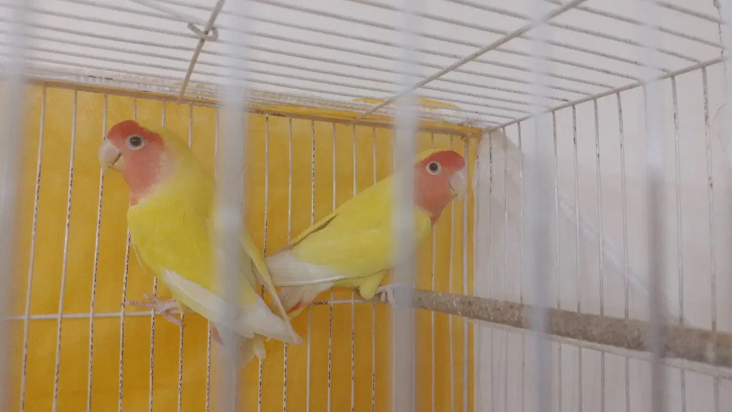 کوتوله|پرنده|مشهد, فرخد|دیوار