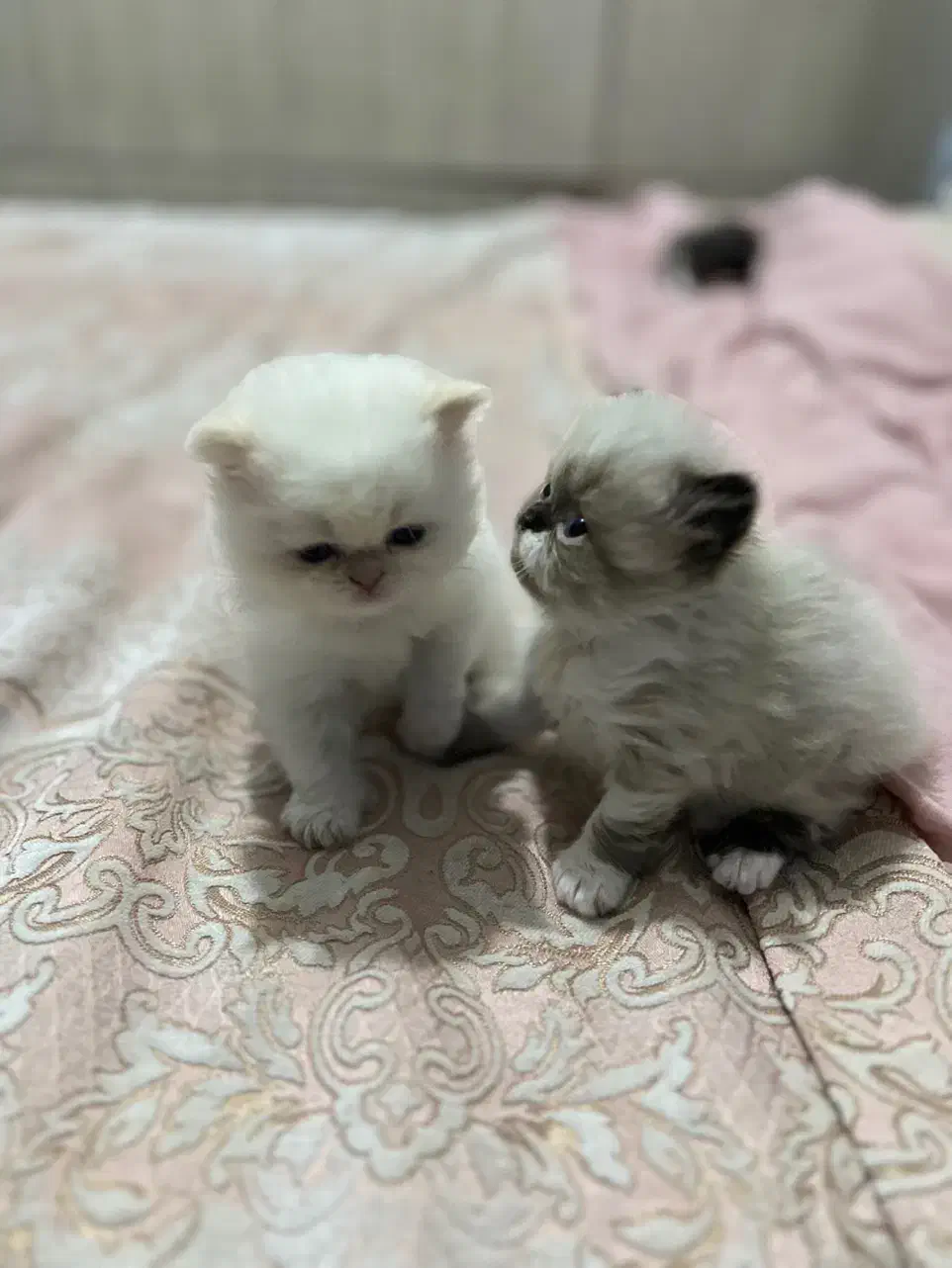 ۳تا بچه گربه ی پرشین گوگولی|گربه|مشهد, چهارچشمه|دیوار