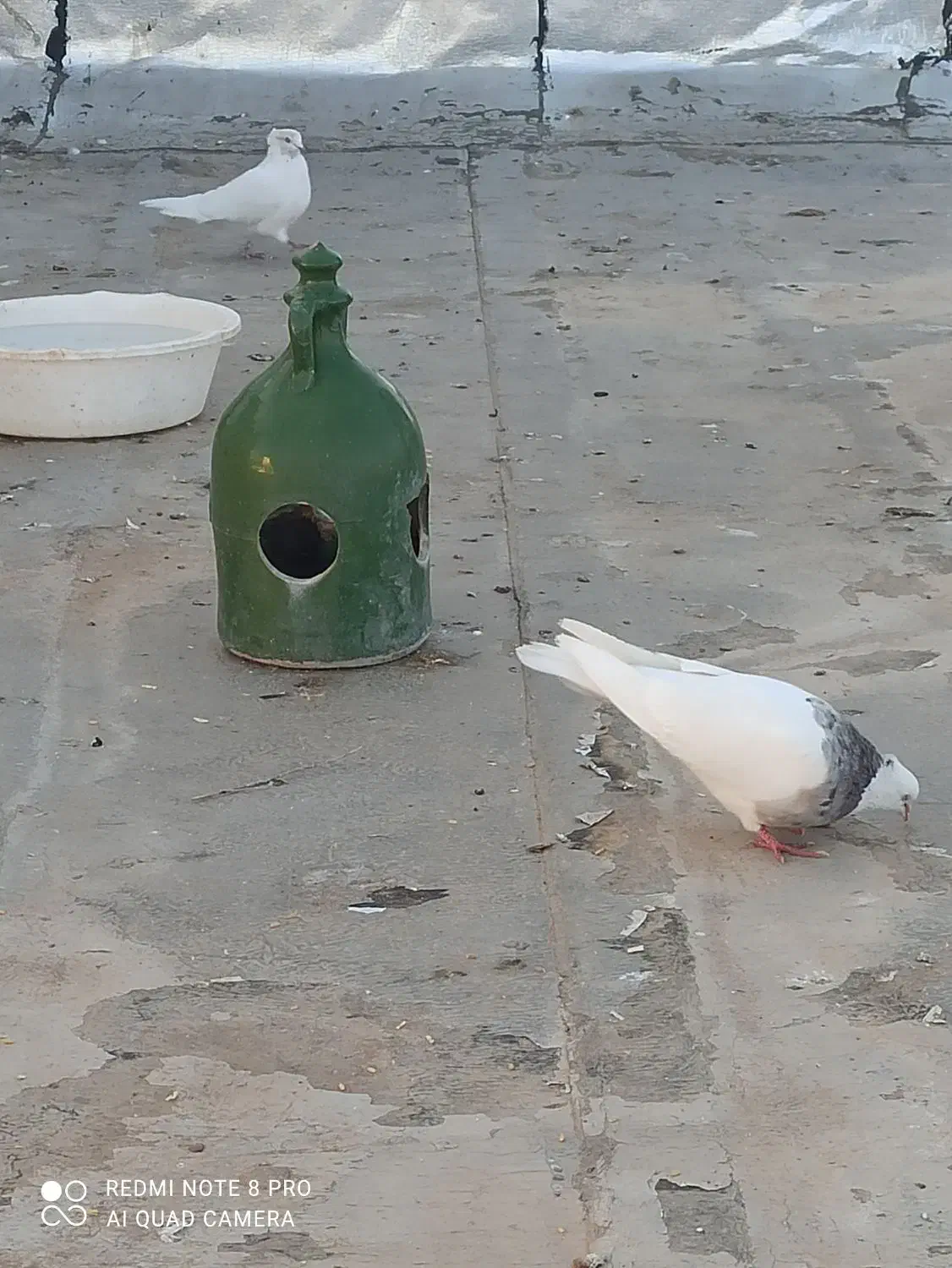 گمشده طوقی|حیوانات|اسلام‌‌آباد غرب, |دیوار