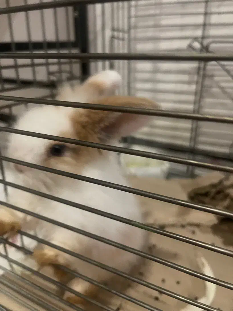 عروسک خرگوش|حیوانات|تبریز, |دیوار