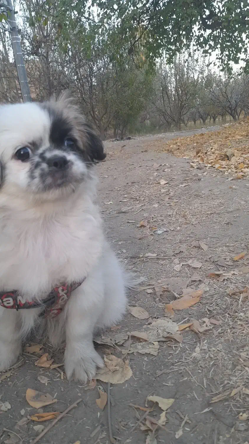 تولع سگ پنج ماه|سگ|گلبهار, شهر جدید گلبهار|دیوار