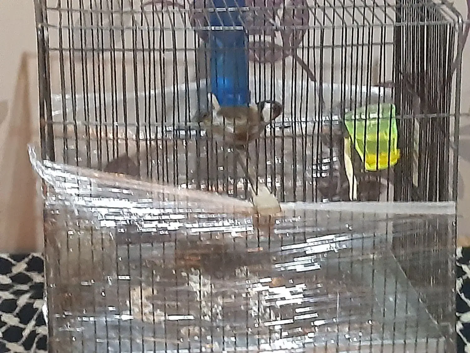 سهره نر|پرنده|شهر ری, شهرری|دیوار