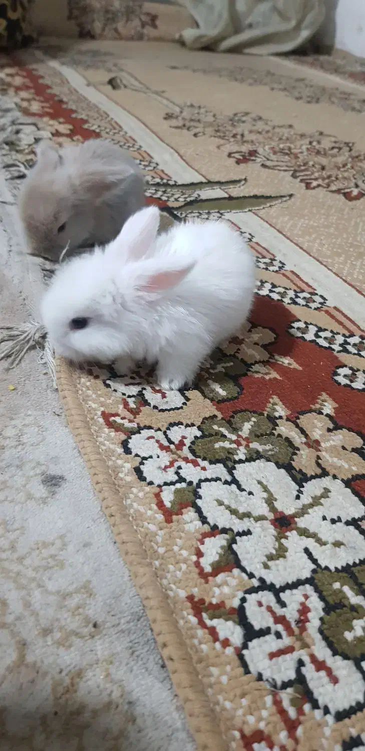 بچه خرگوش مینی لوپ|موش و خرگوش|مشهد, شهید آوینی|دیوار