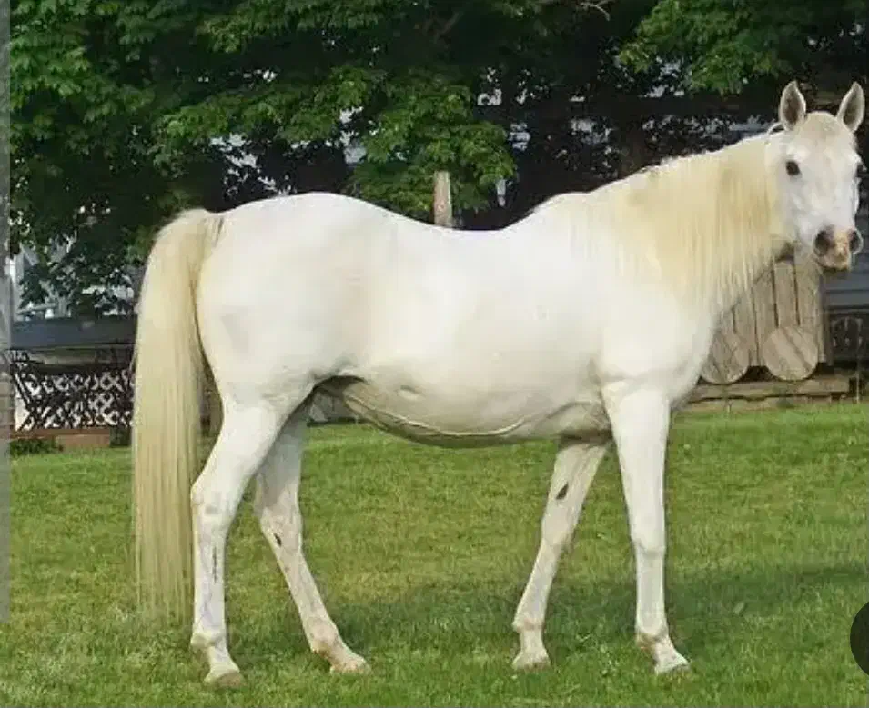 اسب کورد|اسب و تجهیزات اسبسواری|ایلام, |دیوار