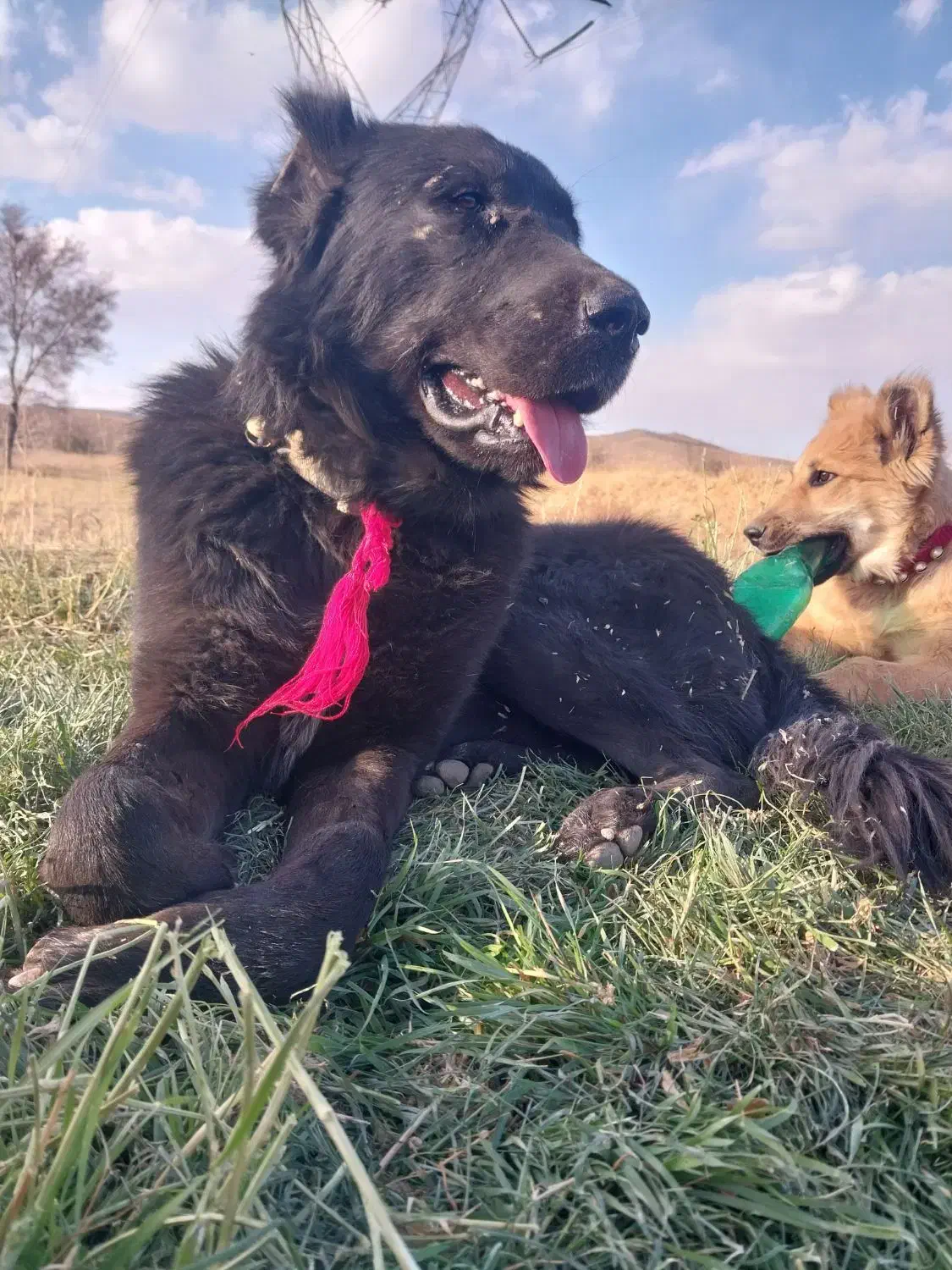 سگ گله|سگ|خوانسار, |دیوار