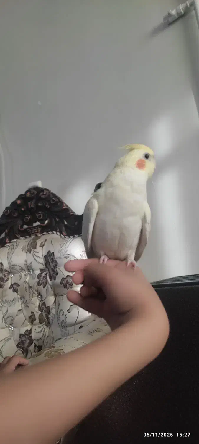 جوجه عروس هلندی نژاد لوتینو|پرنده|گرمسار, |دیوار