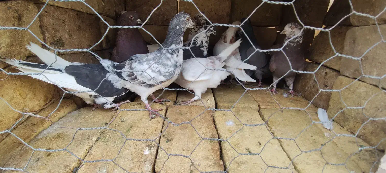 کفتر یزدی|پرنده|حمیدیا, |دیوار