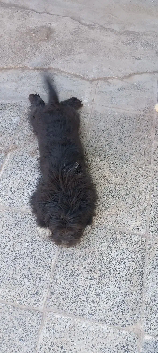 سگ پا کوتاه|سگ|رفسنجان, |دیوار