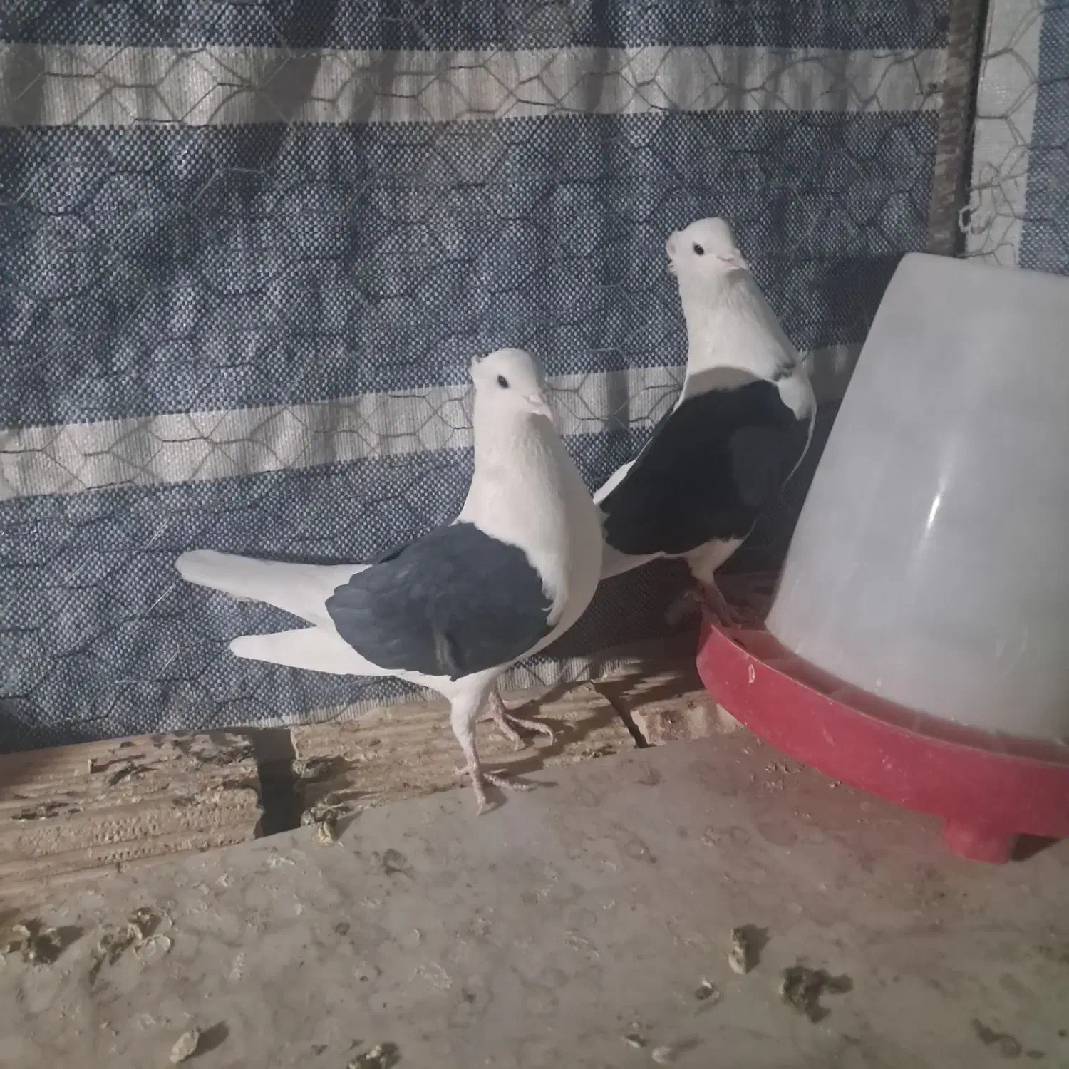 کبوتر دوکتی|پرنده|برخوار, |دیوار