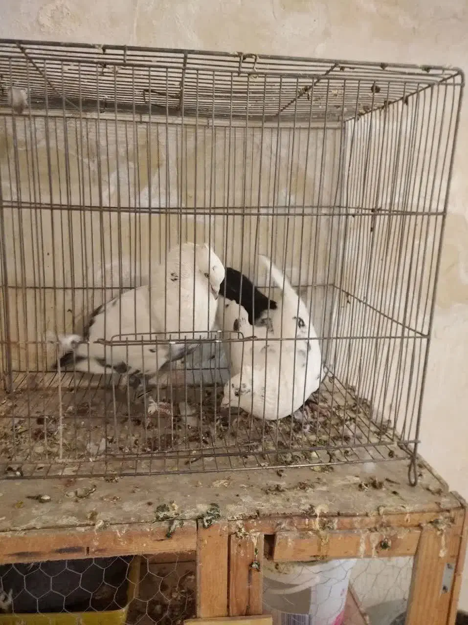 دمبی|پرنده|مبارکه, |دیوار