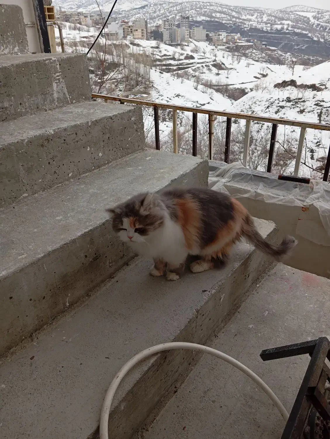 گربه پرشین|گربه|سردشت, |دیوار