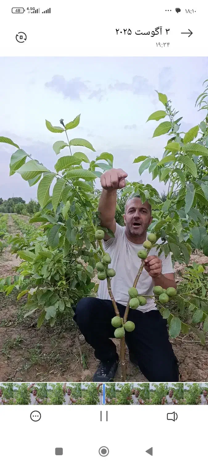 فروش ویژه نهال‌های مثمر و غیر مثمر|خدمات باغبانی و درختکاری|یزد, |دیوار