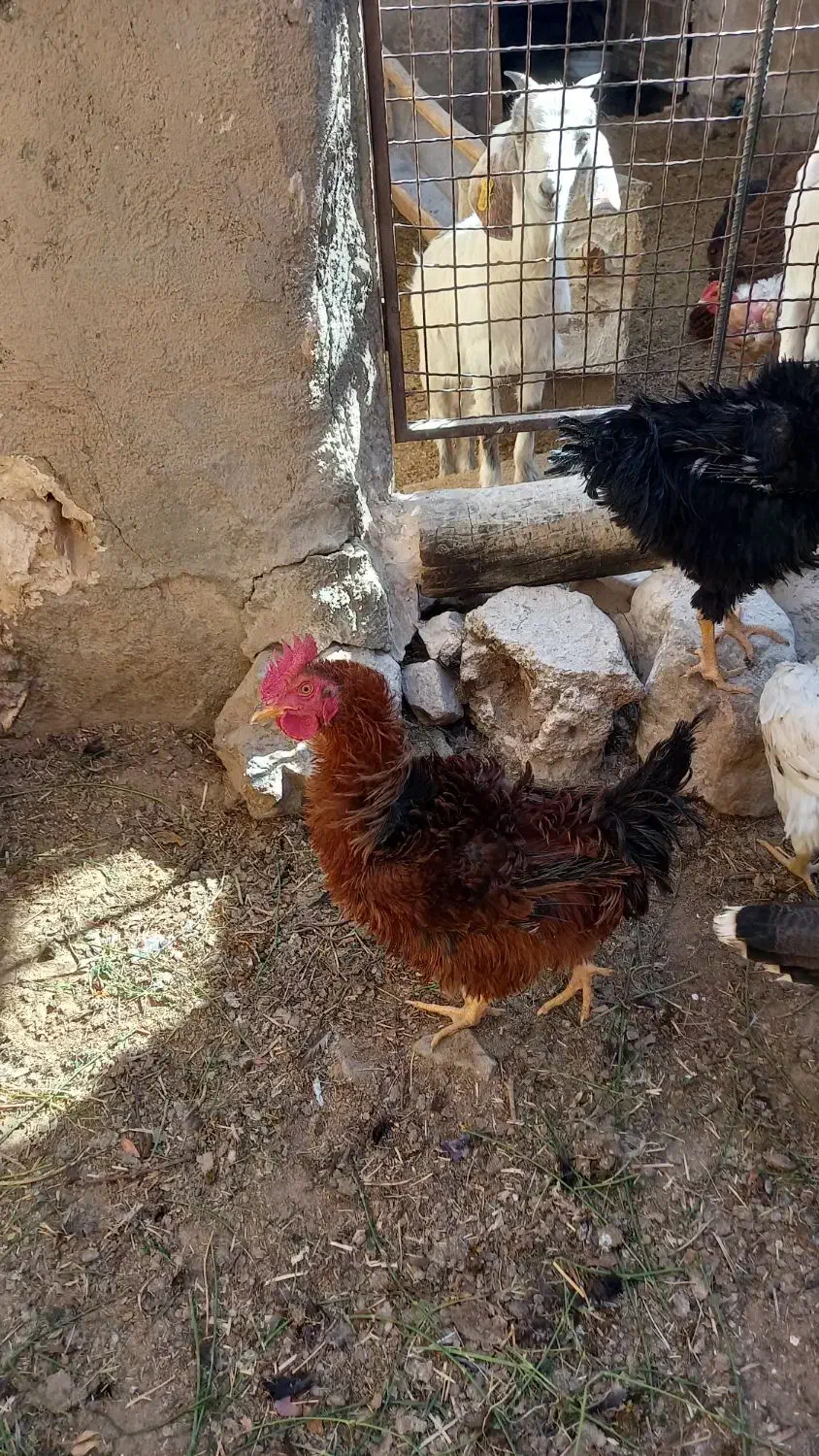 خروس فریزل (فرفری)|حیوانات مزرعه|بسطام, |دیوار