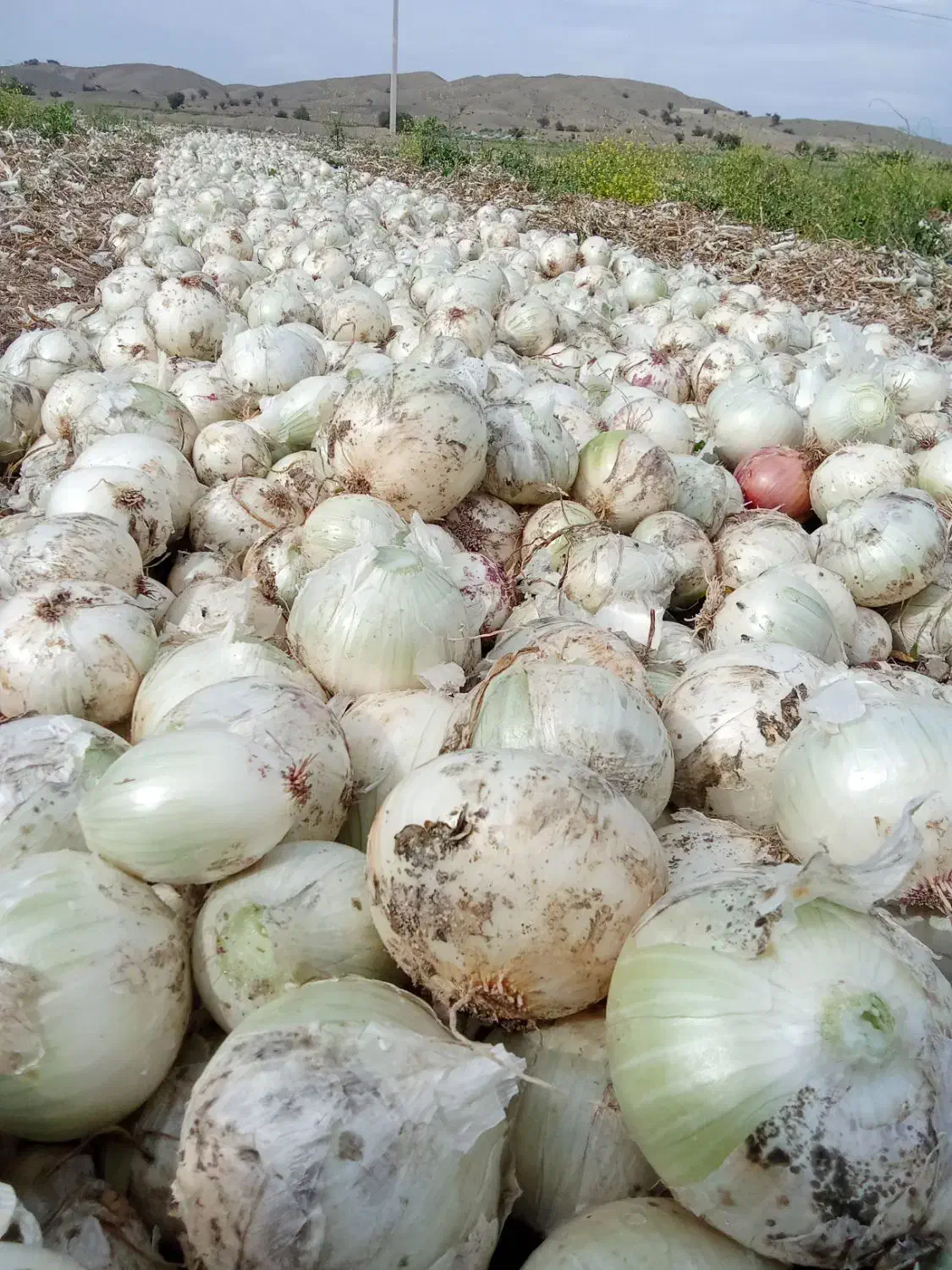 گروه پیاز کنی 12نفره باقیمت مناسب|خدمات باغبانی و درختکاری|جیرفت, |دیوار