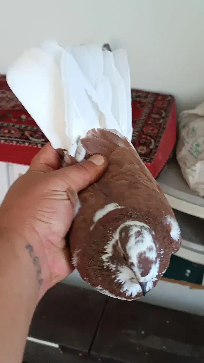 دوعددشازده قرمز|پرنده|پارس‌آباد, |دیوار