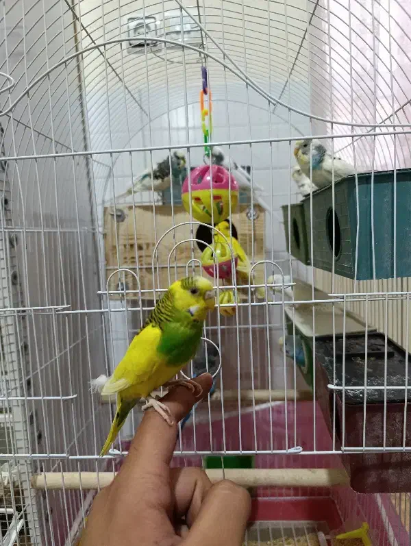 ۵ جفت مرغ عشق مولد روی تخم تضمینی|پرنده|سیرجان, |دیوار