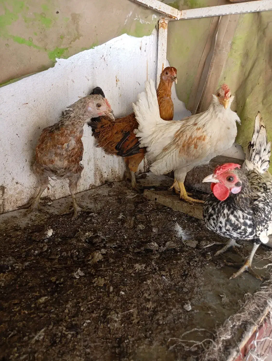 فروش نیمچه مرغ و خروس زینتی پاکر بوشهری و سبرایت|حیوانات مزرعه|کازرون, |دیوار