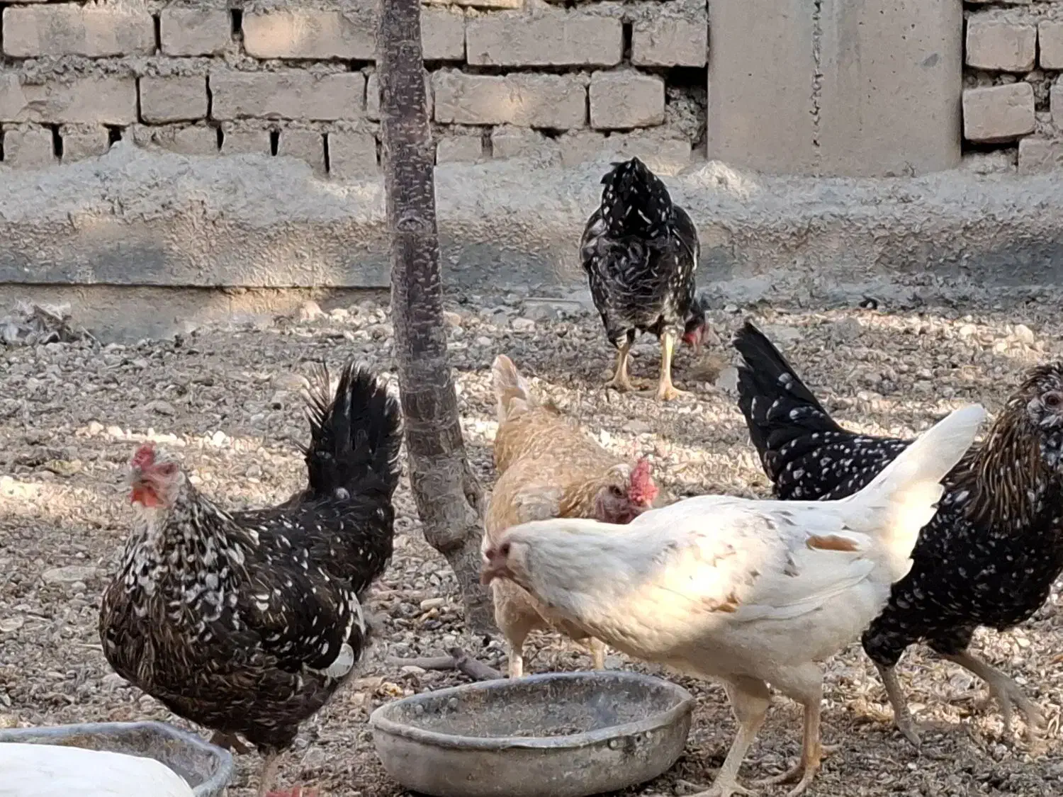 مرغ گلین|حیوانات مزرعه|باغ بهادران, |دیوار