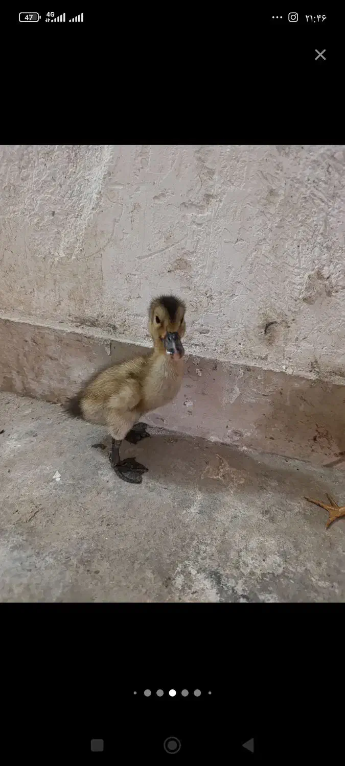 اوردک|حیوانات مزرعه|کوهدشت, |دیوار