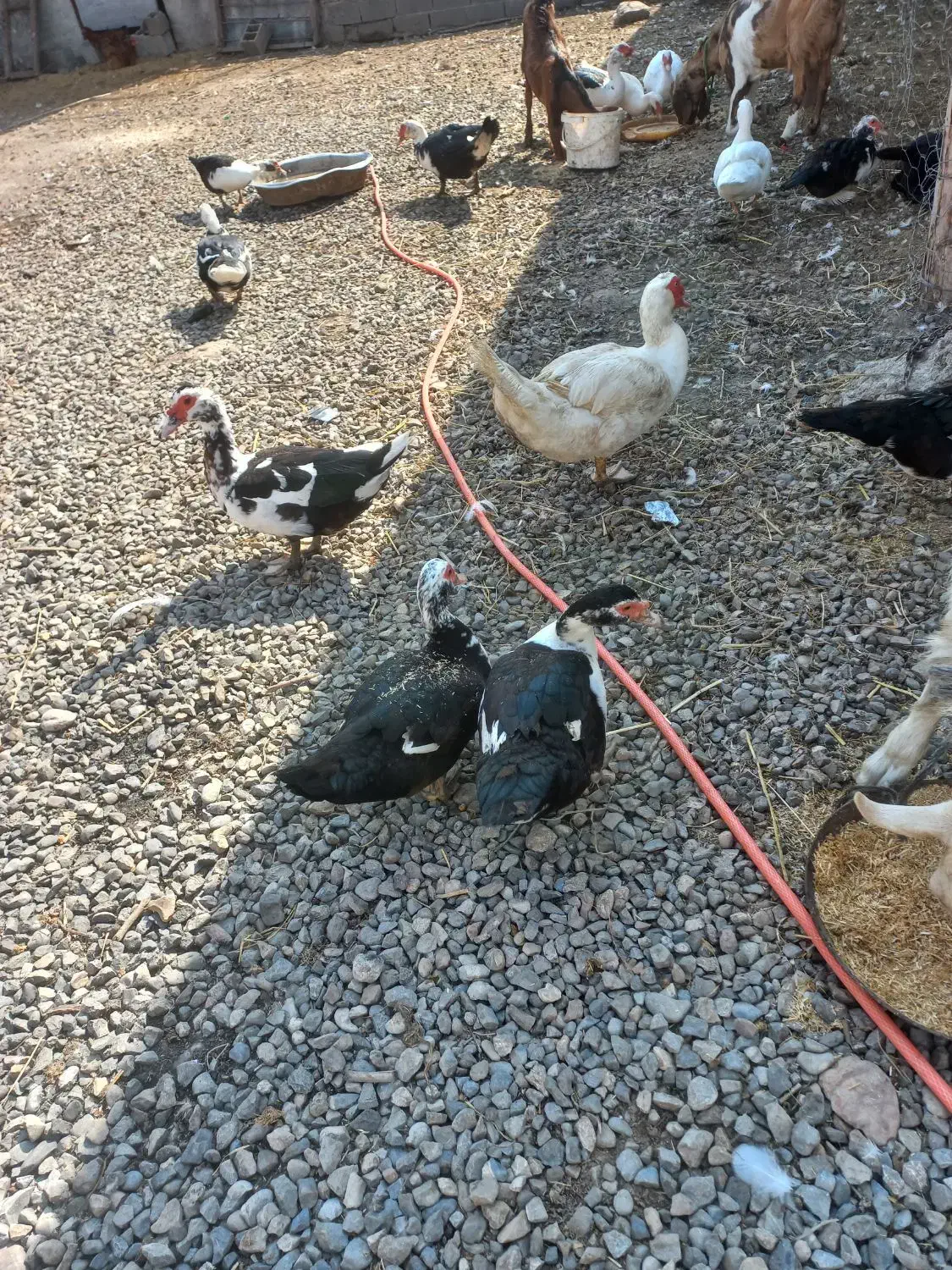 تخم اردک اسراییلی موجود هست سالم وتازه|حیوانات مزرعه|مزرعه کتول, |دیوار