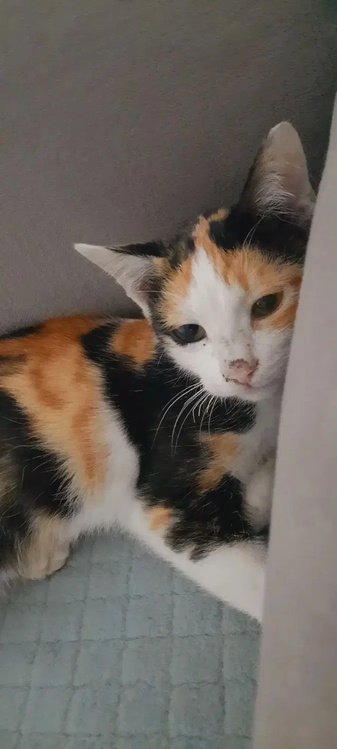 واگذاری بچه گربه|گربه|ساری, |دیوار