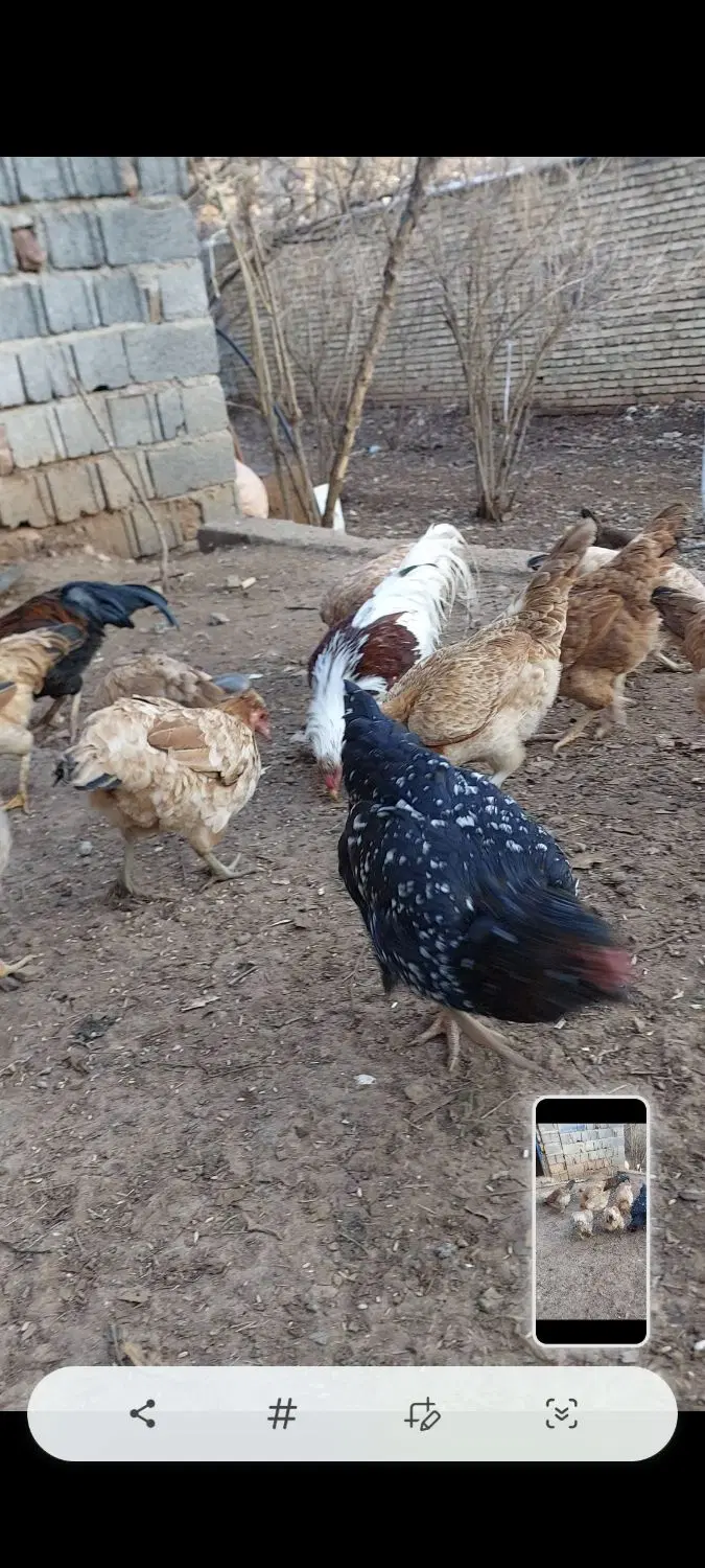 مرغ خروس|حیوانات مزرعه|نوسود, |دیوار
