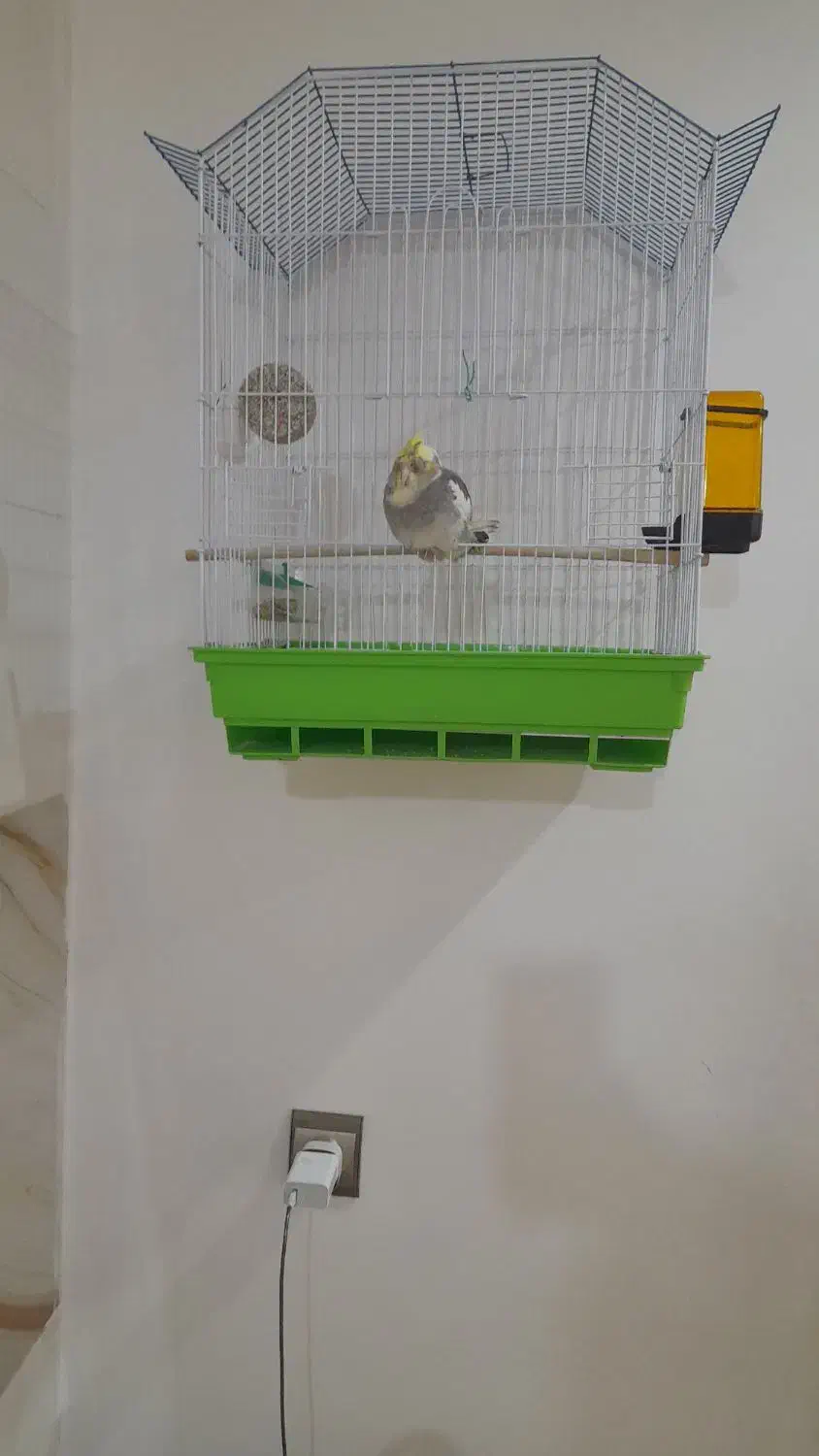 عروس هلندی ماده|پرنده|شاهین‌شهر, شهرک پردیس|دیوار