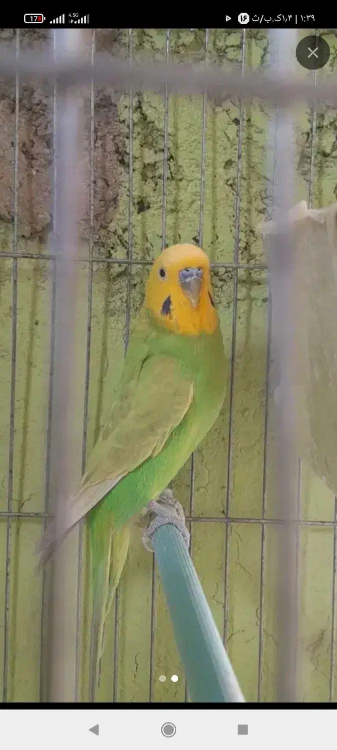 پرنده|پرنده|مرودشت, ژیان|دیوار