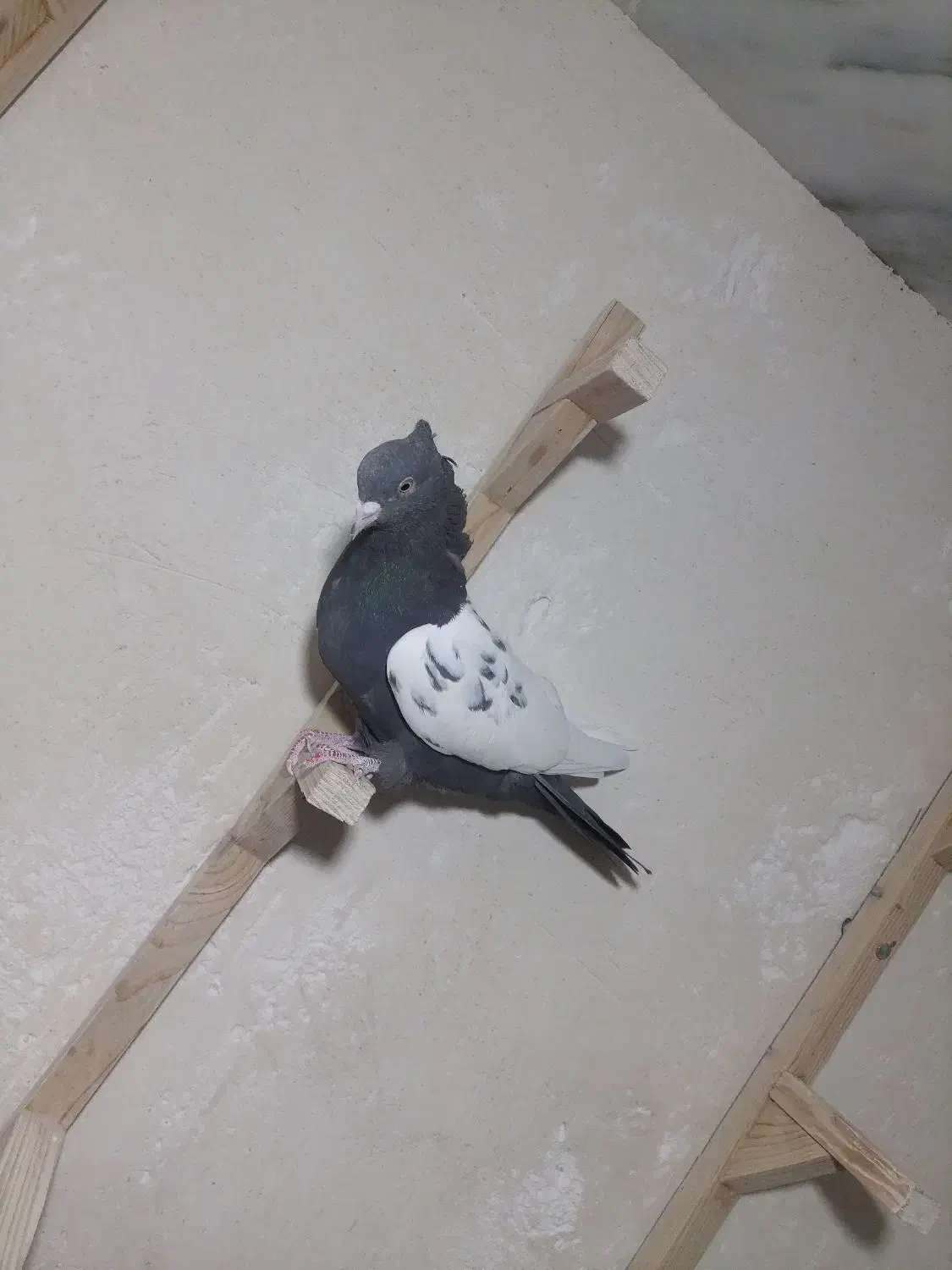 کفتر ماده سینه سرکه ای|پرنده|ارژن, |دیوار