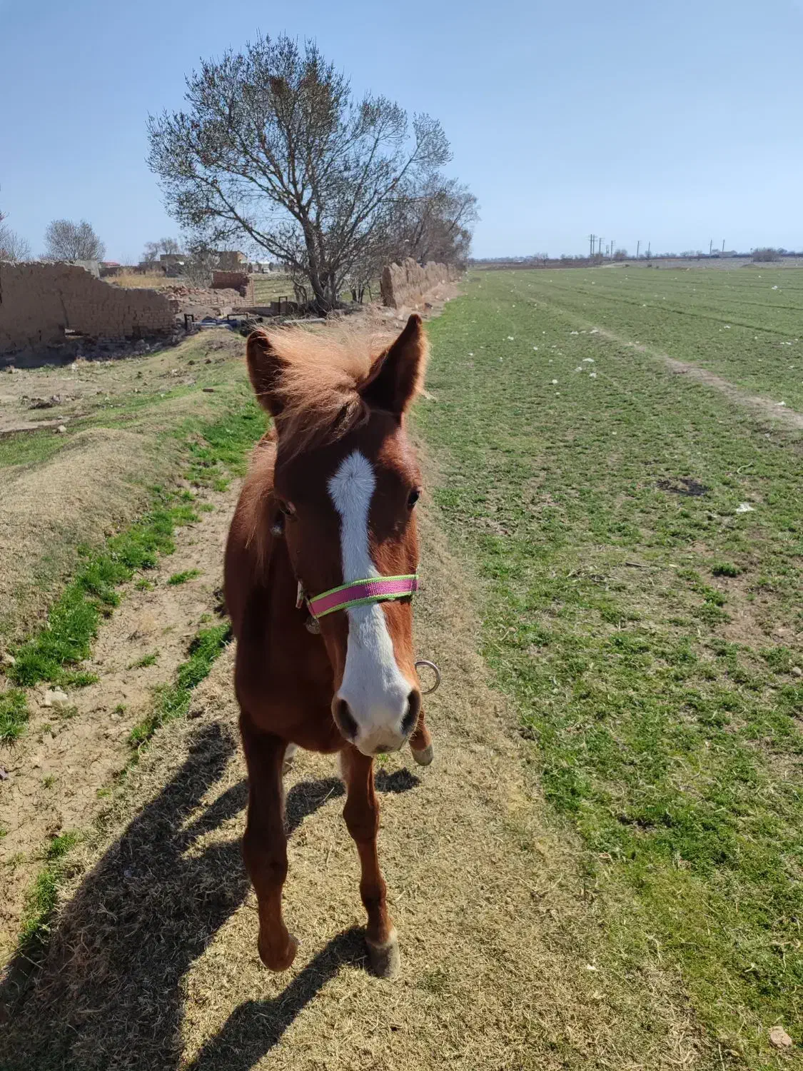 کره نره|اسب و تجهیزات اسب‌سواری|اسفرورین, |دیوار