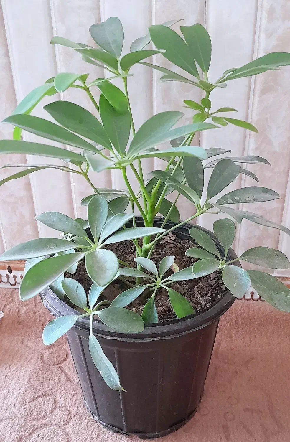 گل طبیعی|گل و گیاه طبیعی|آباده, |دیوار