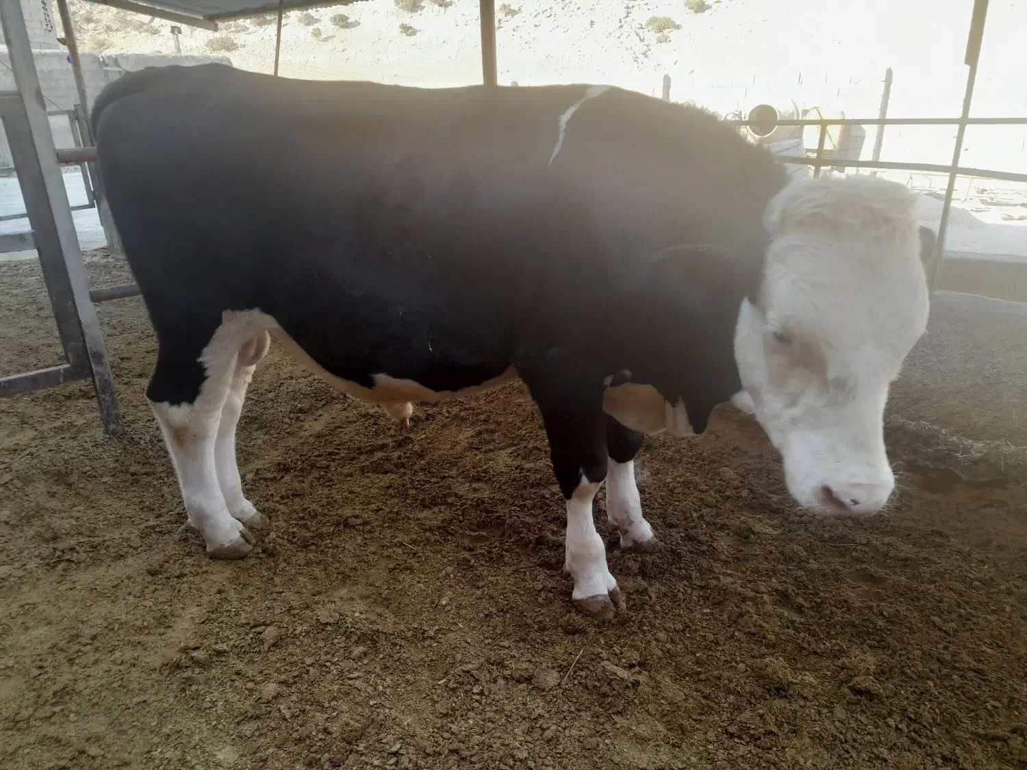 گوساله سیمینتال|حیوانات مزرعه|چرداول, |دیوار