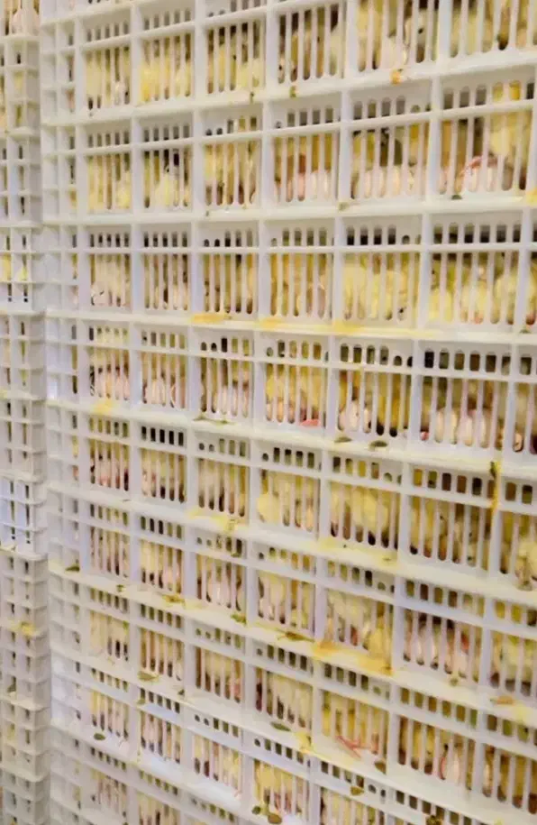 جوجه گوشتی راس صادراتی|حیوانات مزرعه|تهران, بازار|دیوار