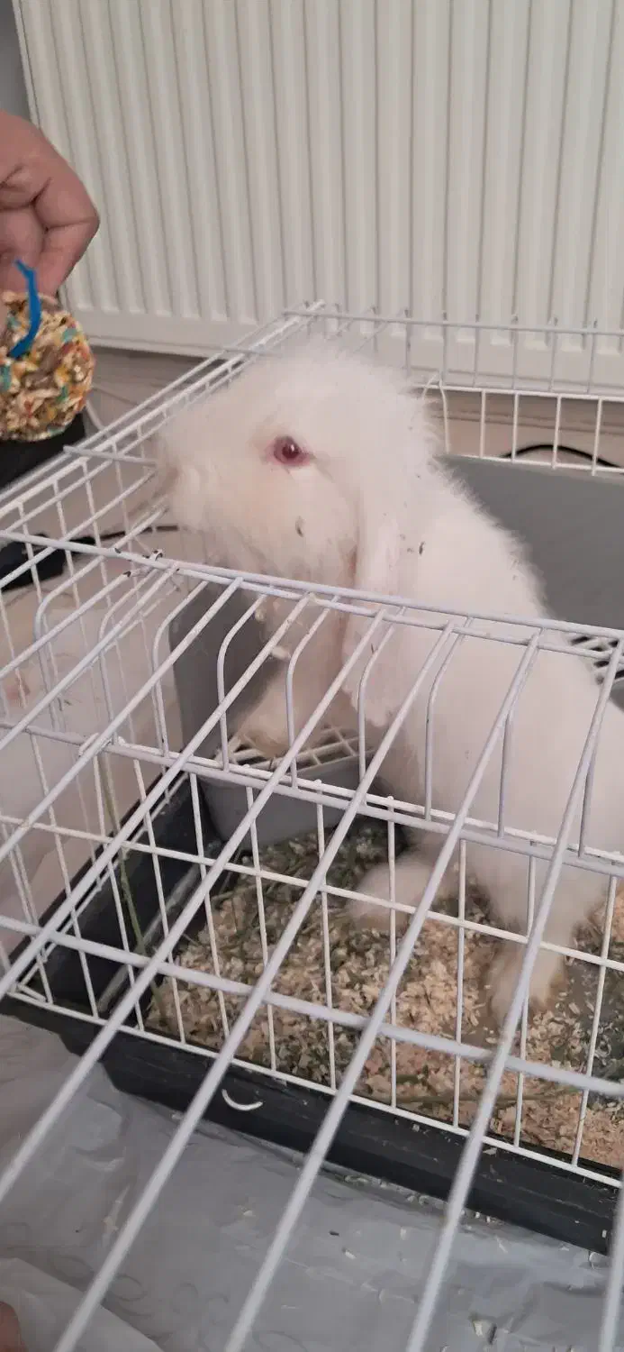 خرگوش لوپی ۸ ماهه سالم نر دو. تومن|موش و خرگوش|خرم‌آباد, |دیوار