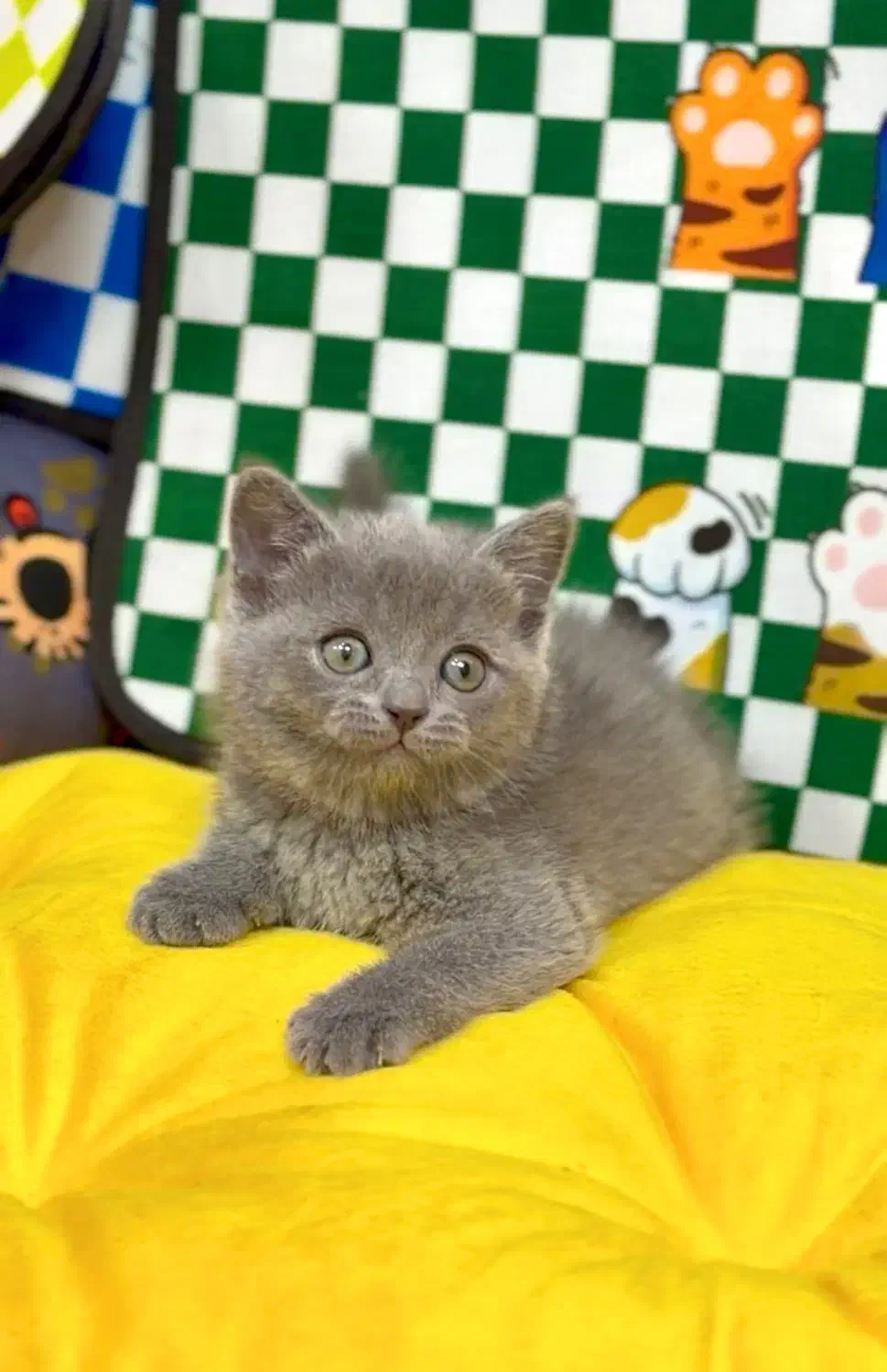 Blue گربه های|گربه|تهران, تهرانسر مرکزی|دیوار