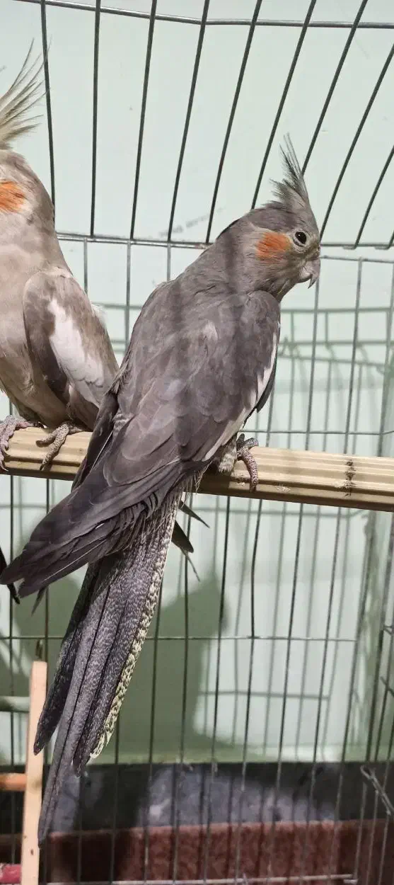 عروس هلندی ماده|پرنده|کازرون, |دیوار