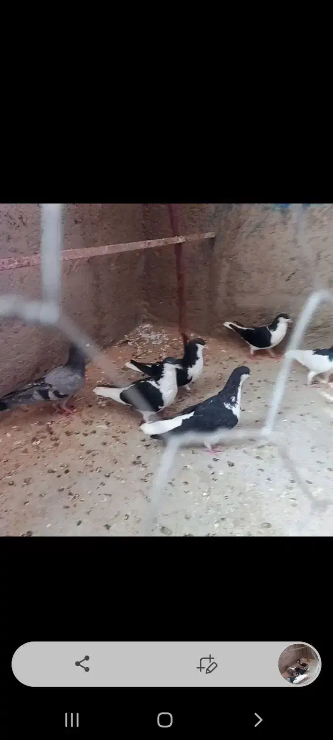 رنگی رنگی|پرنده|قیدار, |دیوار